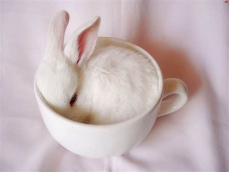 You Cant Digest These 50 Cute Animals In Cups