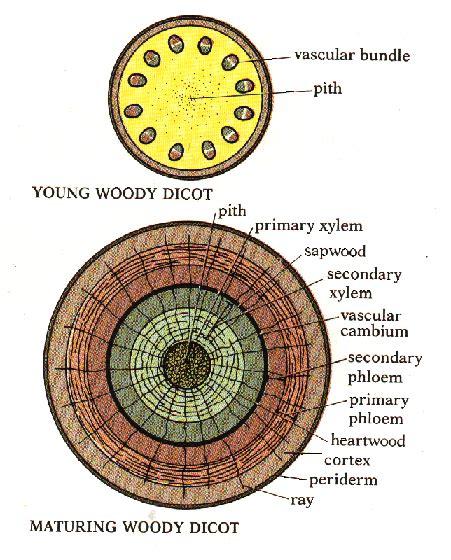 Woody Dicot Stem Cross Section