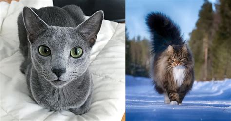 Norwegian Forest Cat Vs Blue Russian Breed Comparison
