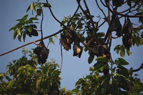 Australia Close Up Of Many Wild Spectacled Flying Fox Bats Hanging In