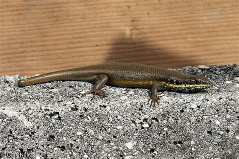 African Five Lined Skink Trachylepis Quinquetaeniata