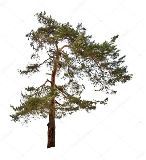 Single Green Pine Tree Isolated On White — Stock Photo © Drpas 12357348