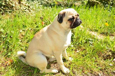 See pictures of the shugs from around the world! 21 German Shepherd Mixes (Today's Most Popular Pups ...