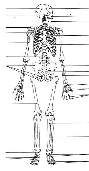 File axial skeleton diagram blank svg wikimedia commons. Labeled Skeleton Diagram Worksheet | Diagram | Human ...