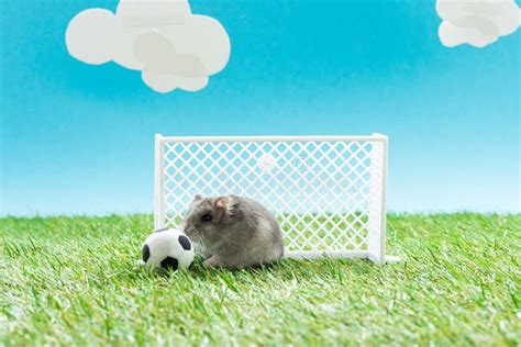 Funny Hamster Near Toy Soccer Ball And Gates On Green Grass On Blue