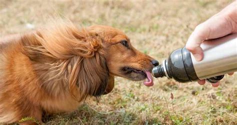 If you're not worried about dehydration in your dog but just want to increase the dog's. How To Get Your Dog To Drink More Water | Mypetzilla