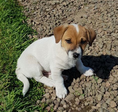Miniature Jack Russell Puppy In Alnwick Northumberland Gumtree