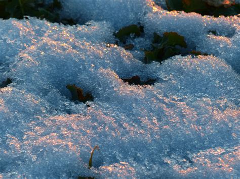 Free Images Branch Cold Winter Ground Frost Weather Frozen