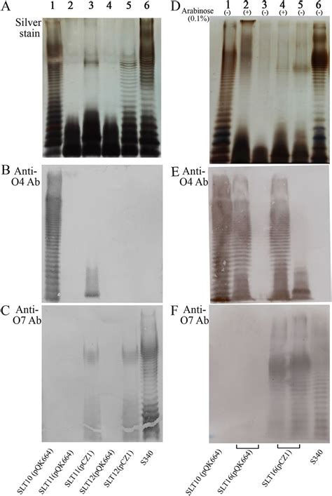 LPS Analysis By Silver Stain And Western Immunoblotting A B And C