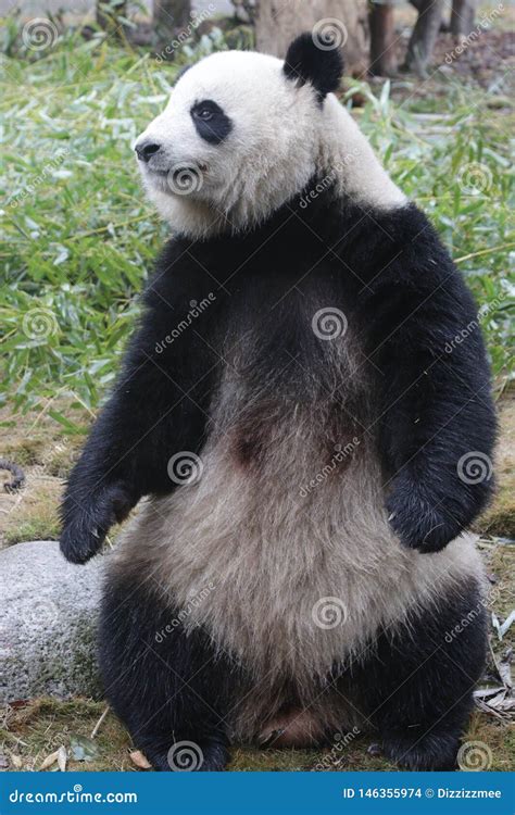 Female Giant Panda Name Miao Miao Chengdu China Stock Photo Image