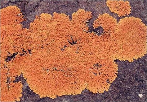 Classification Of Lichen Types Of Lichen