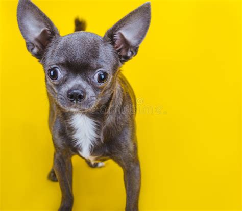 Gray Chihuahua Puppy On A Yellow Background Stock Image Image Of