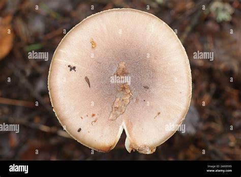 Amanita Porphyria Known As Grey Veiled Amanita Wild Mushrooms From