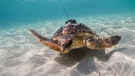 Oceanographic Turtles Integration Of Sea Turtle Tracking With Ocean