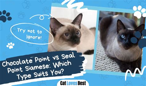 Chocolate Point Vs Seal Point Siamese Cat With Pictures Catlovesbest
