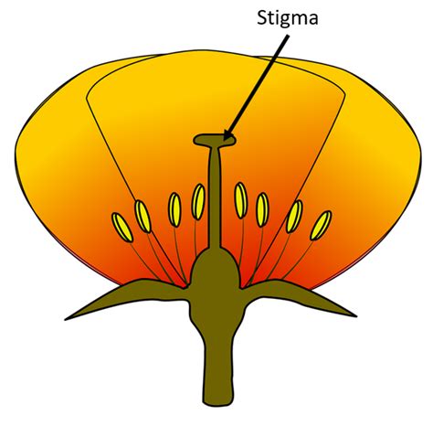 Stigma Key Stage Wiki