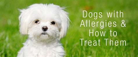 An area is outlined with a marker pen. Dog Allergy Test: How To Tell If your Dog Is Allergic ...