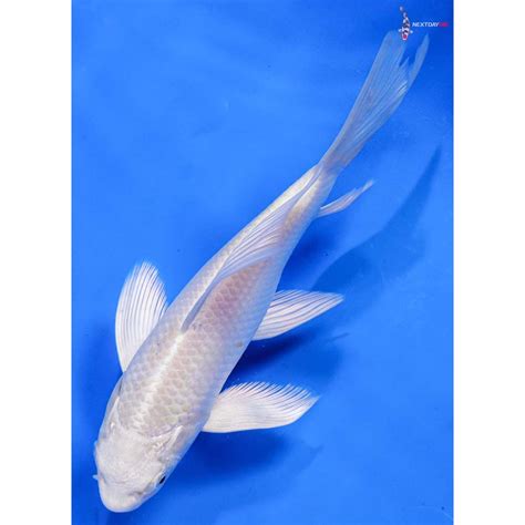 65 Platinum Ogon Butterfly Koi Koi Fish For Sale