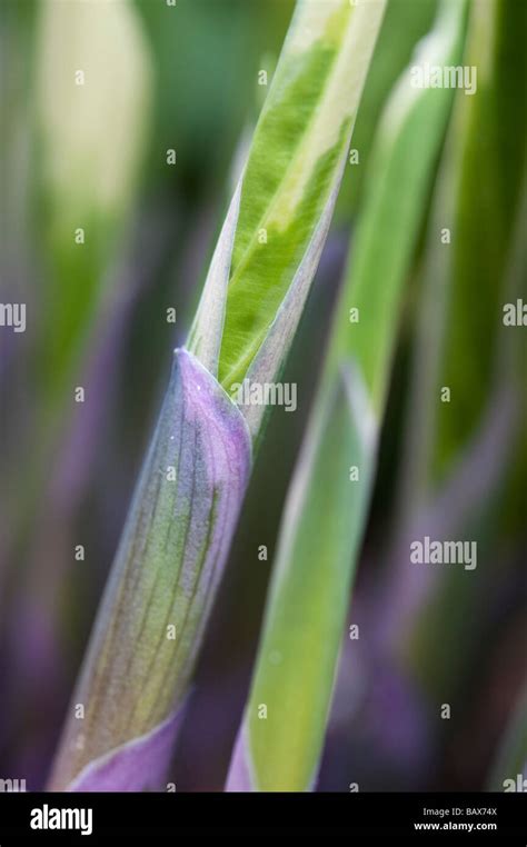Hosta Plant Leaf Shoots Emerging In Spring Stock Photo Alamy