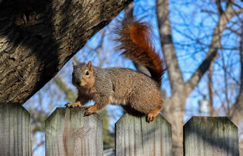 Wildlife/Indoor Pests