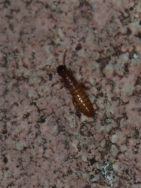 Formosan Subterranean Termite Quiet Invasion Invasive Plants