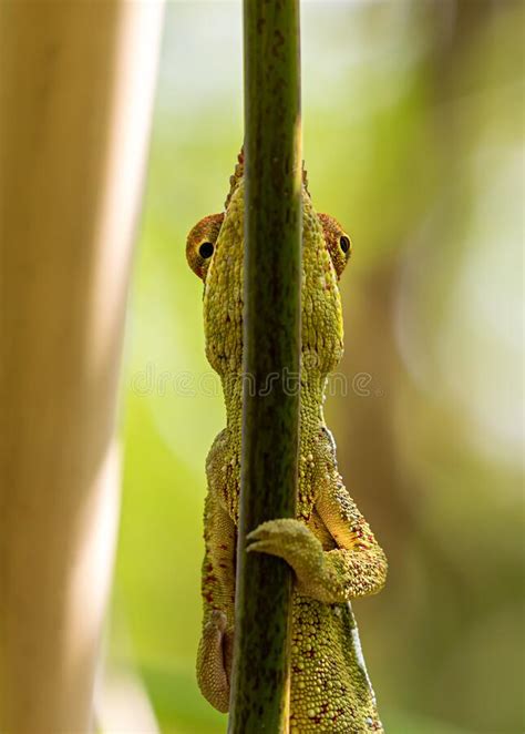 Close Up Of Panther Chameleon Nosy Be Tail Stock Image Image Of