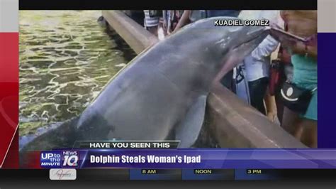 Dolphin Steals Womans Ipad At Seaworld