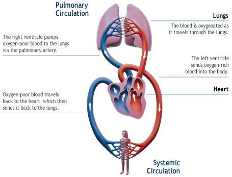 The inferior vena cava carries blood from the lower body to the heart. The Circulatory System - Biology Honors with Schlissel at ...