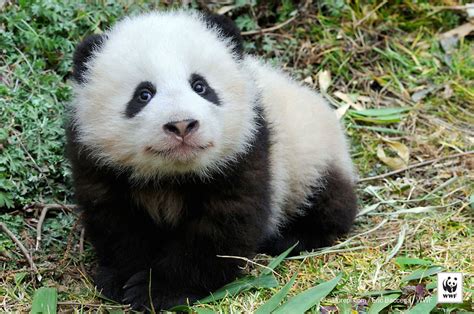 Animaux En Voie De Disparition Panda Geant