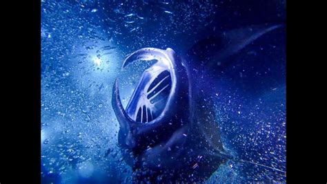 Manta Ray Night Snorkel Huge In Kailua Kona Hawaii Youtube