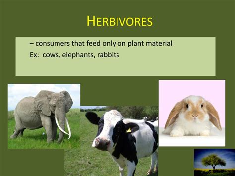 Ppt Ecology 101 Powerpoint Presentation Free Download Id2003136