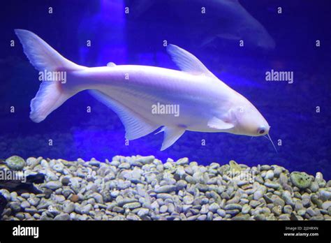 Pangasius Hypophthalmus Albino In Aquarium Pangasius Fish In The