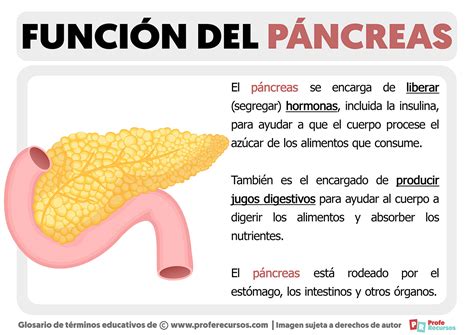 Función Del Páncreas