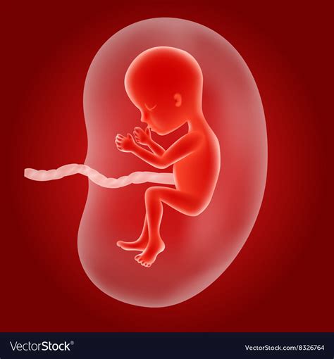 Human Fetus Inside The Womb Royalty Free Vector Image
