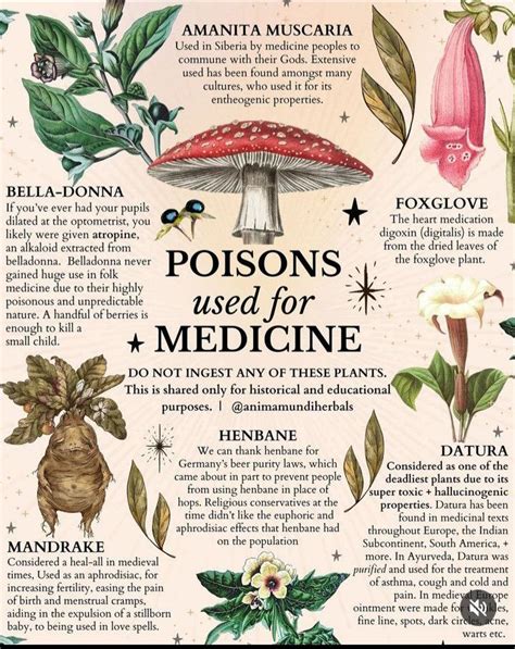 Pin By Annie De Urriola On Wicca Foxglove Plant Deadly Plants