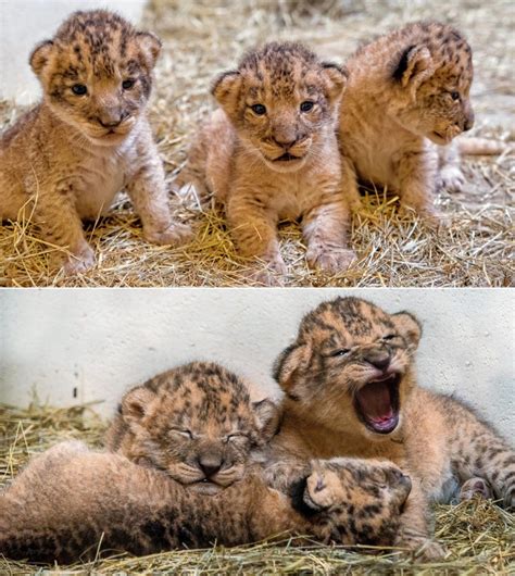 Baby Lion Cubs At Indianapolis Zoo Photos Most