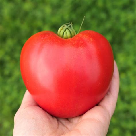 Anna Russian Tomato Solanum Lycopersicum Indeterminate Annies