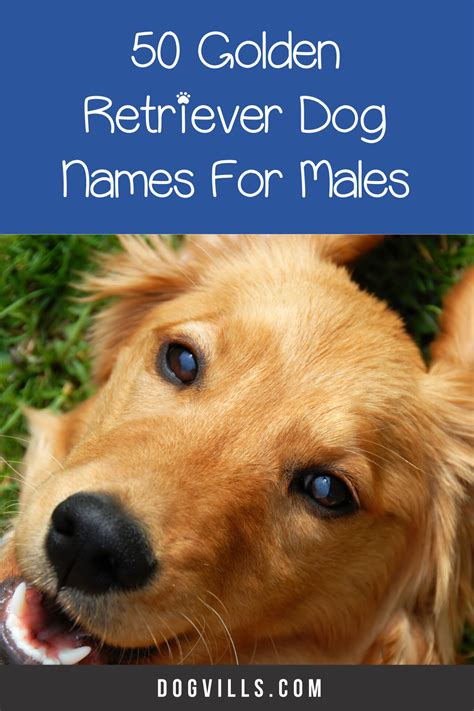 Male Dog Names For Golden Retrievers Cool Guy Names