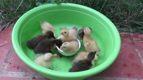 Cute Black And Yellow Baby Ducks Eating Feeddrinking Water Youtube