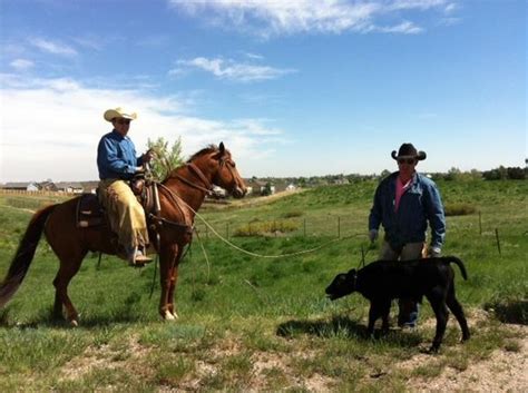 Cowboys Lasso Escaped Calf On Busy Highlands Ranch Street The Denver Post