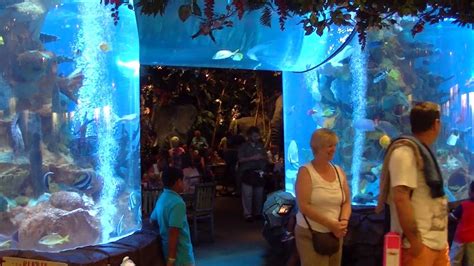 Downtown Disney Rainforest Cafe Fish Tanks Walt Disney World Pov