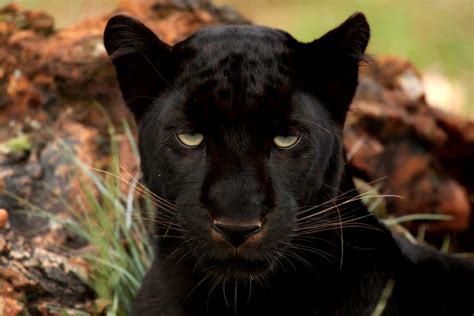 Fileblack Panther Wikimedia Commons