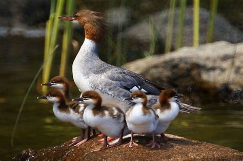 Red Breasted Merganser Mom And Babies Birds Of Newfoundland Pinterest