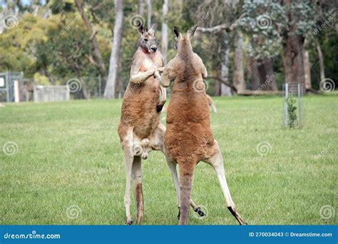 The Red Kangaroos Are Using Their Tail To Balance While Kicking Each