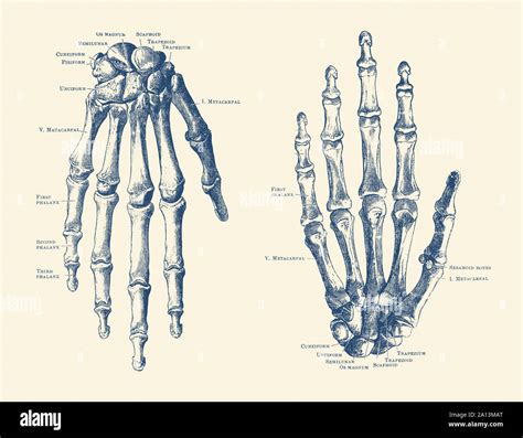 Carpal Bones Labeled Human Hand Skeletal Structure Depicting Finger