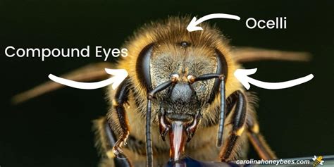 How Many Eyes Does A Bee Have Carolina Honeybees