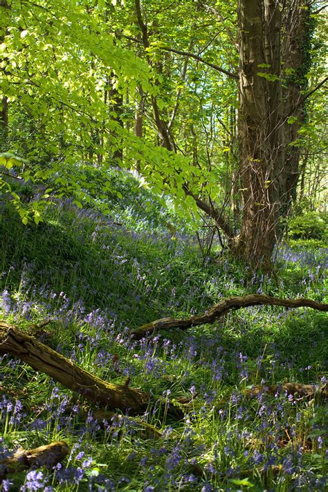 Hillside 9603 A Small Rise Covered In Bluebells And Shade Flickr