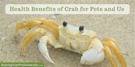 Cats should always be provided with cooked fish to minimise the risk of salmonella poisoning. Health Benefits of Crab for Dogs, Cats and Us | Healthy ...