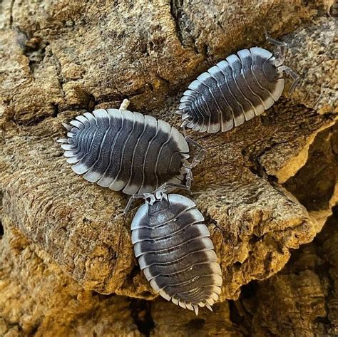 Crustáceos Terrestres Isopoda Oniscidea Terrestrial