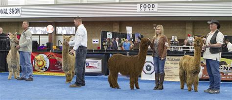 The 2017 National Alpaca Show Starts Today